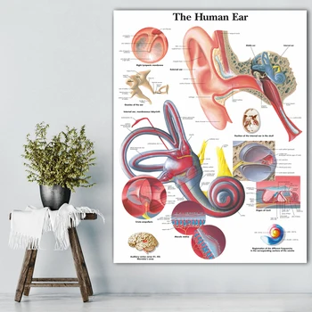 Inimese Kõrva Anatoomia Anatoomia Graafikuid Plakatid HD Pildid Lõuendile Maali Seina Art Pilte Meditsiinilise Hariduse Office Home Tuba Decor