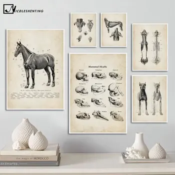 Koer Hobune Loomade Anatoomia Plakat Vintage Luustiku Kolju Meditsiini Maalimislõuend Riie Prindi Seina Art Pilt Õpilane Tuba Decor